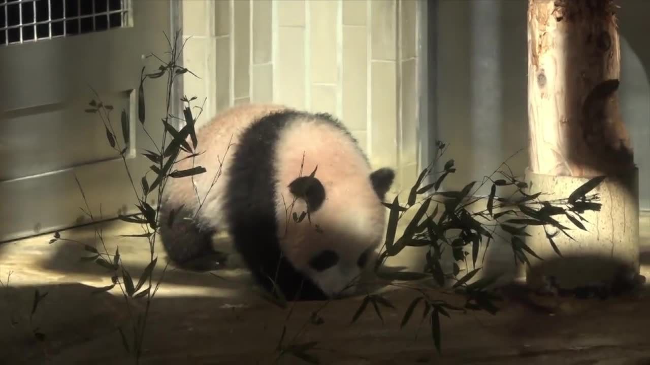 Publiczny debiut 12-kilogramowej Xiang-Xiang. Tokijskie zoo pokazało półroczną pandę wielką