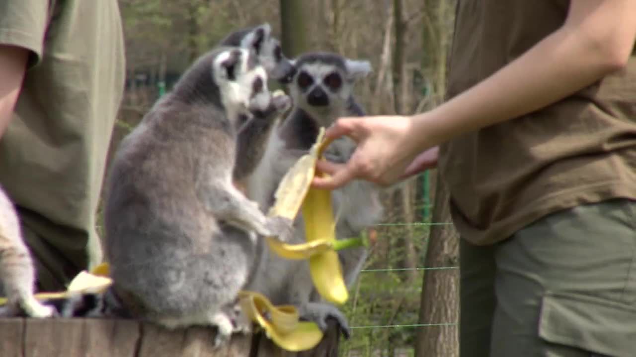 We wrocławskim zoo urodziło się 6 lemurów. Największy waży nie więcej niż 200 g