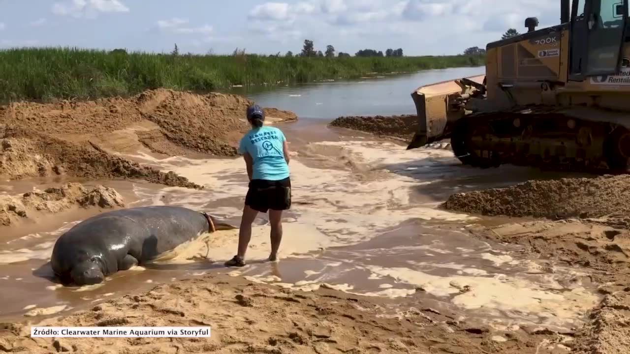 Uratowali manata, który utknął na plaży w USA