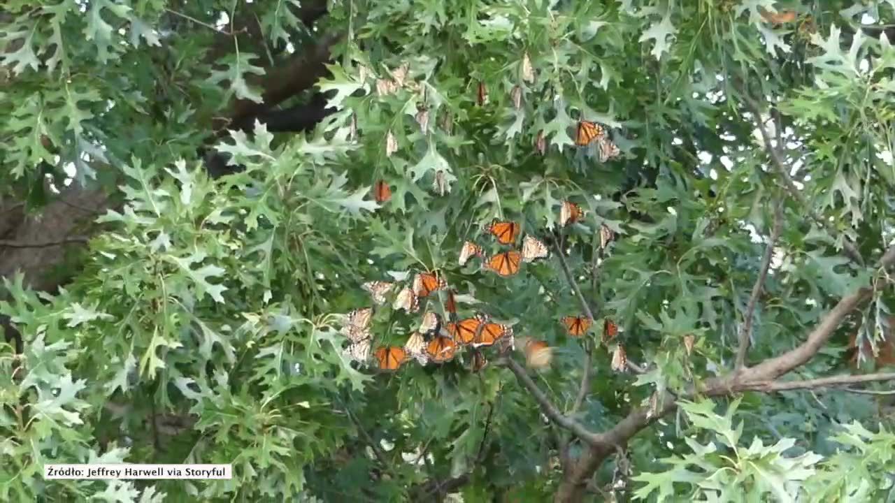 Dziesiątki zagrożonych wyginięciem motyli monarchów w Oklahoma City