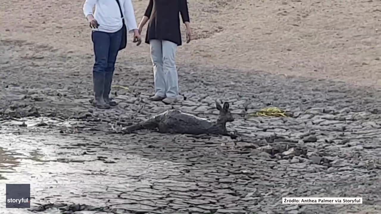 Kangurzyca utknęła w błocie. Z pomocą przyszła australijska rodzina