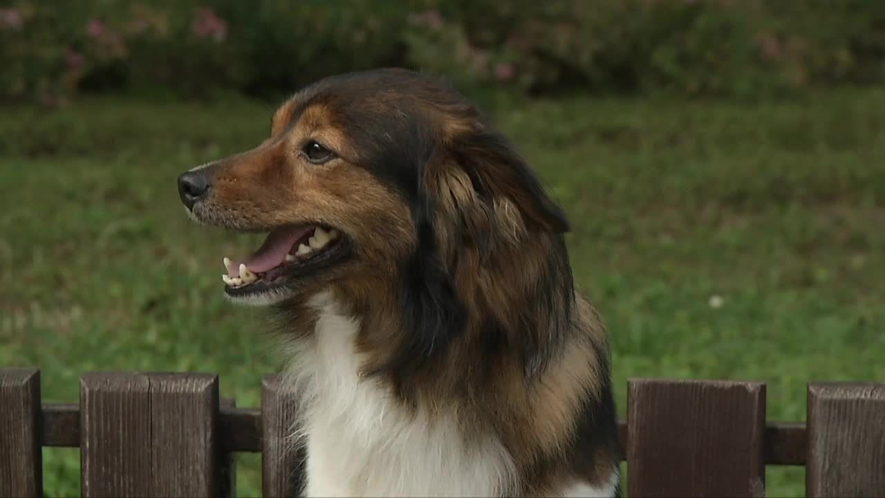 Polski “zakochany kundel”. Pies Fifi wskoczył do pociągu i ruszył nad morze do ukochanej suczki
