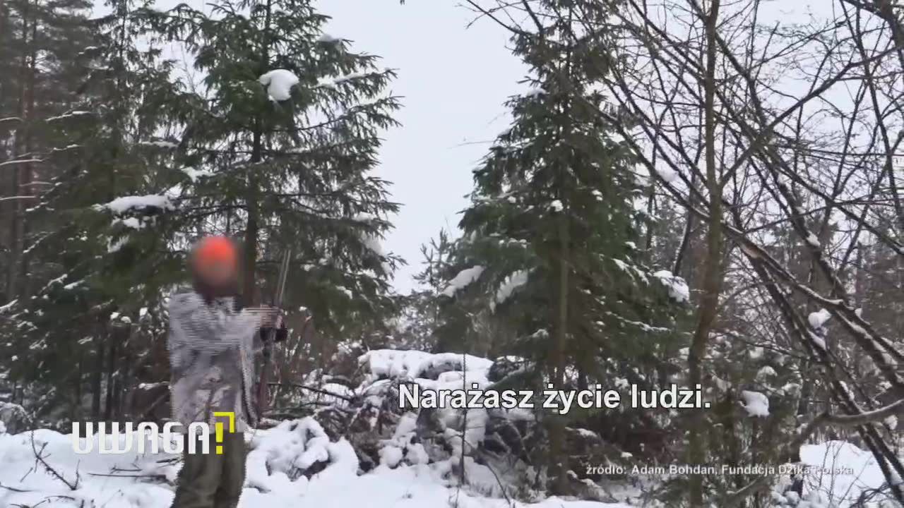 Kontrowersyjny odstrzał dzików. Jak wyglądał?