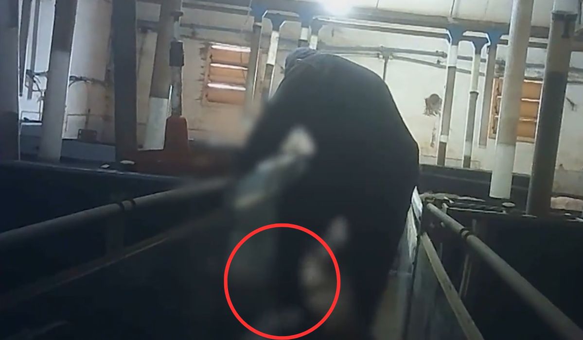 Kadr z nagrania pokazującego działania pracownika fermy świń w Wodzinie Majorackim Źródło: Otwarte Klatki