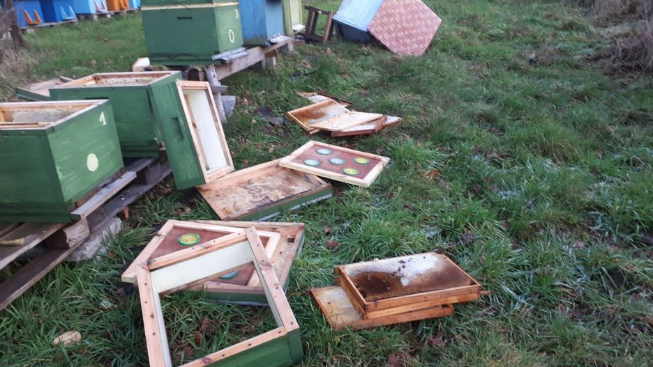 Zniszczona pasieka. Właściciel szuka wandala