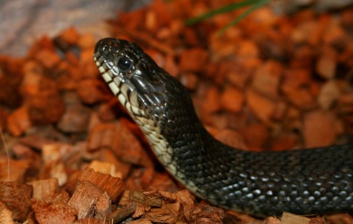 Znasz się na wężach? Rozpoznaj gatunki na zdjęciach