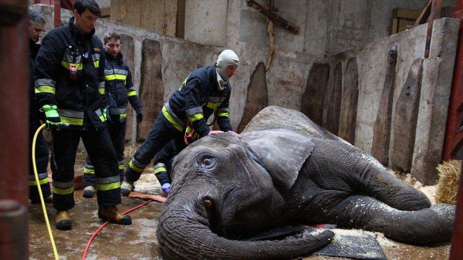 Słonicę Ernę na nogi postawili dopiero strażacy. Fot. Facebook/Warszawskie ZOO