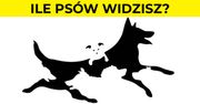 Liczba psów jaką zobaczysz, ilustruje Twój wiek mentalny. Zdziwisz się ile lat ma Twój umysł