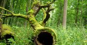 Grożą nam gigantyczne kary. Przez wycinkę w Puszczy Białowieskiej