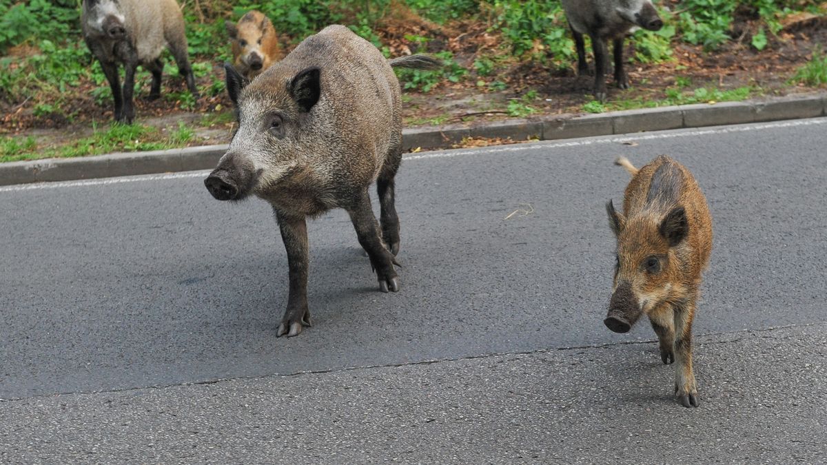 Niemcy boją się zarazy. Przez ASF w Polsce