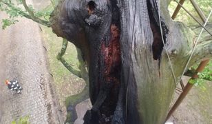 Mieszkańcy Rzeszowa uratowali 200-letni dąb. W Warszawie starszy spłonął tej nocy