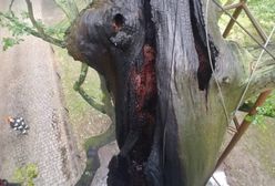 Mieszkańcy Rzeszowa uratowali 200-letni dąb. W Warszawie starszy spłonął tej nocy