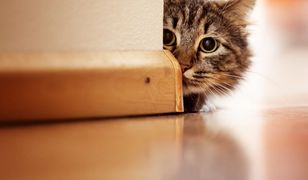 Jeśli wolisz koty od psów, to to jest quiz dla ciebie!