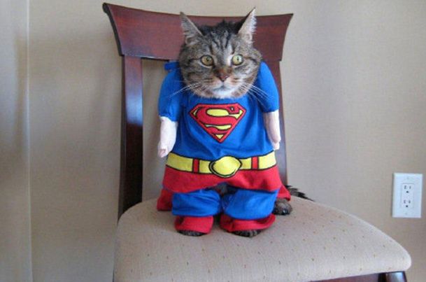 Zwierzęta też chcą być superbohaterami