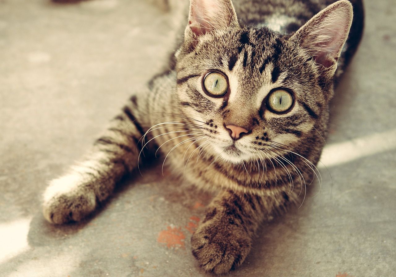 Kot mruczy 11 tysięcy godzin. Prawda czy fałsz? 