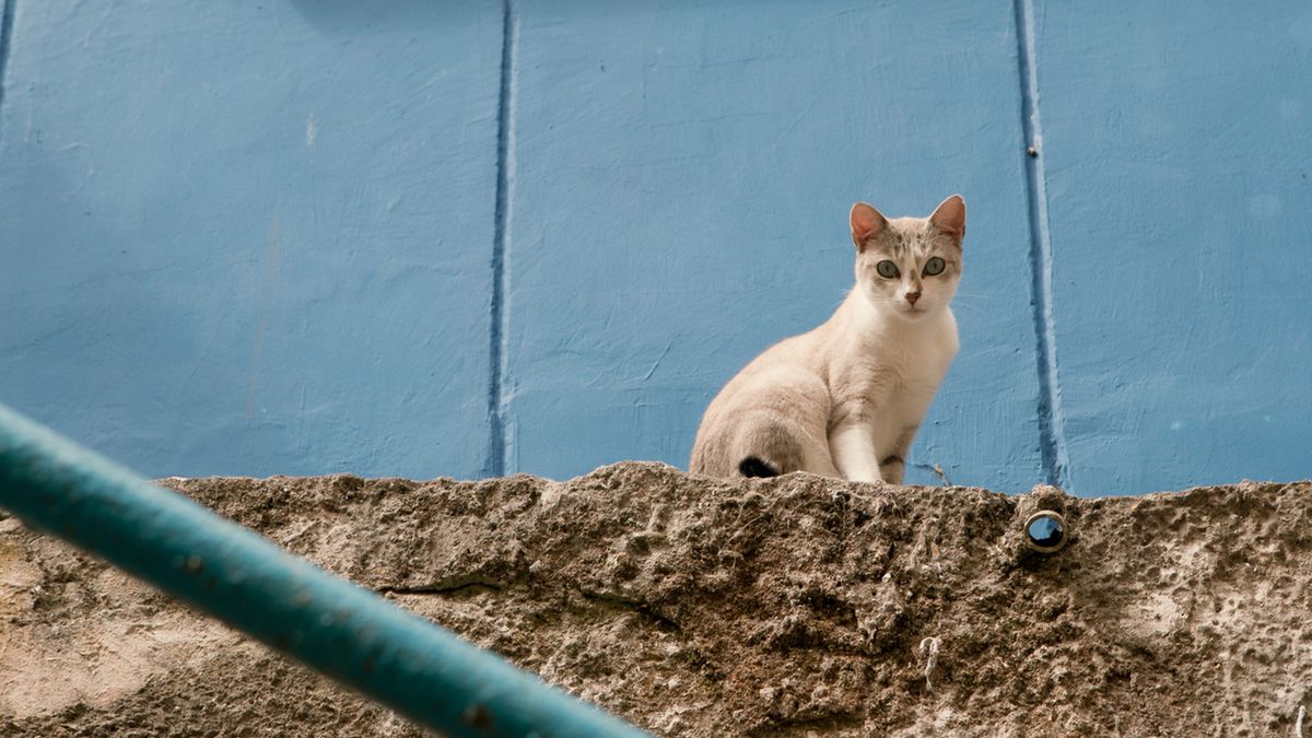 little stray cat with blue eyes sitting on a wall and looking at camera