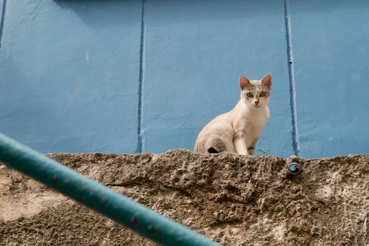 little stray cat with blue eyes sitting on a wall and looking at camera