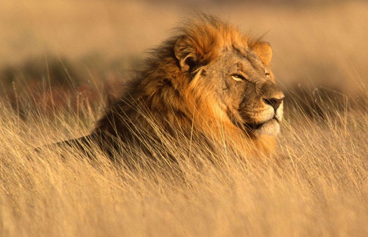 Piękne i niebezpieczne. Lwy też mają swoje problemy