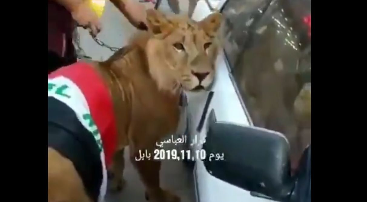 Irak: Protestujących szczuto psami. W odpowiedzi przyprowadził lwa [Wideo]