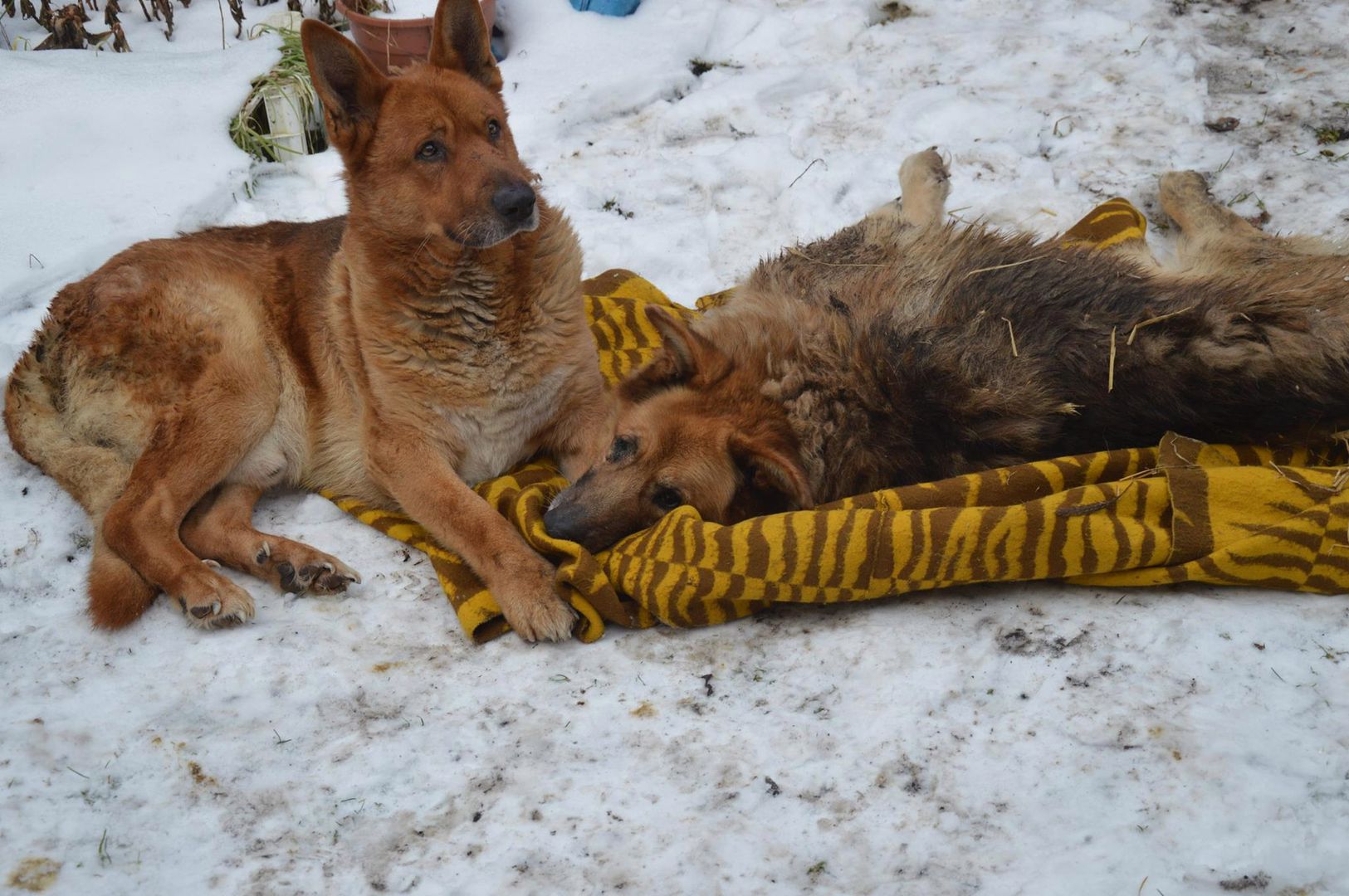 Towarzyszą nam i nas bronią. Nie potrafimy się im odwdzięczyć