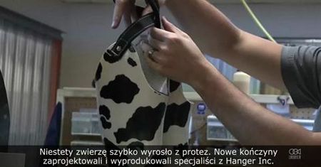 Uroczy cielaczek otrzymał nowe kopyta, które pomogą mu chodzić