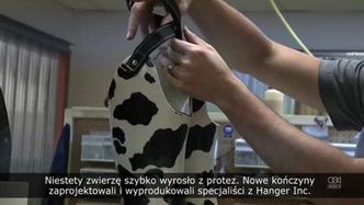 Uroczy cielaczek otrzymał nowe kopyta, które pomogą mu chodzić