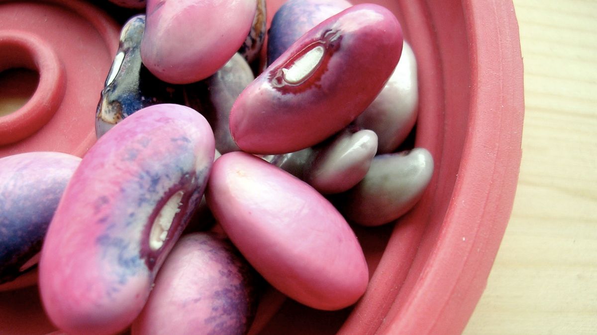 Surowa różowa fasola