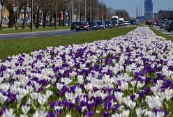 Bratki, stokrotki, krokusy. Tysiące kwiatów na ulicach Warszawy
