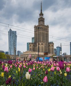 Warszawa w tulipanach. Stolicę zalało morze kwiatów [ZDJĘCIA]