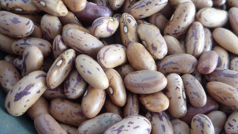 Surowa fasola Pinto