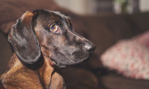 Pies chodzi za tobą krok w krok? Ekspertka ostrzega