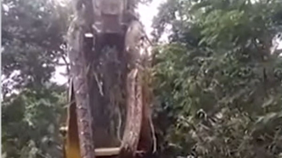 Wideo z ogromnym wężem obiegło świat