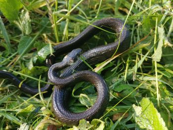Posadź je w ogrodzie. Węże się nie zbliżą