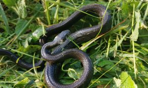 Posadź je w ogrodzie. Węże się nie zbliżą