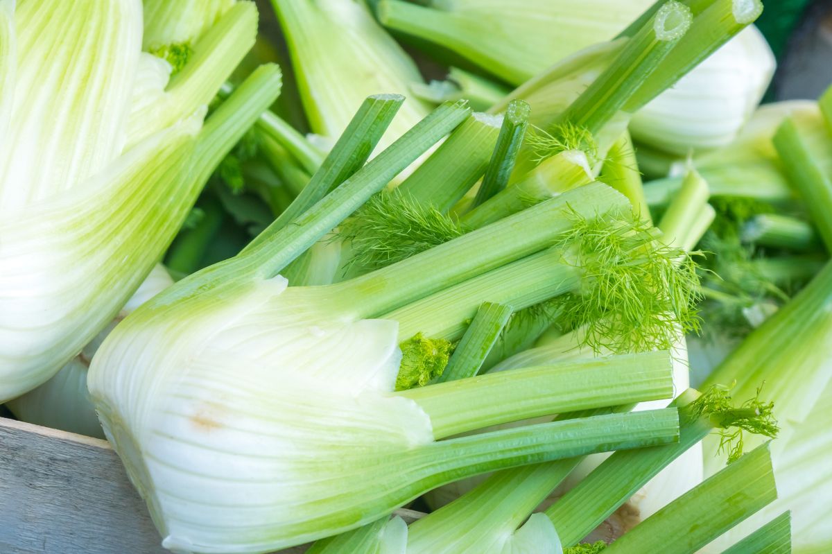 Fennel: The forgotten vegetable that boosts health and aids weight loss