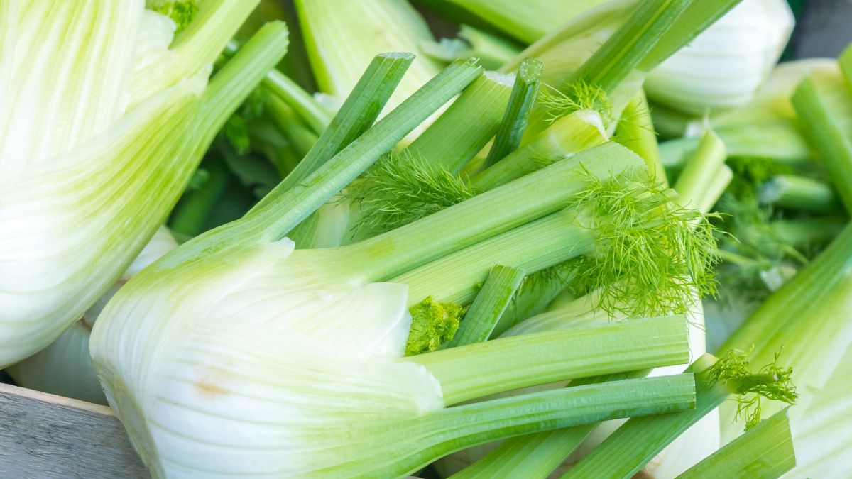 Koper włoski i jego zdrowotne właściwości.