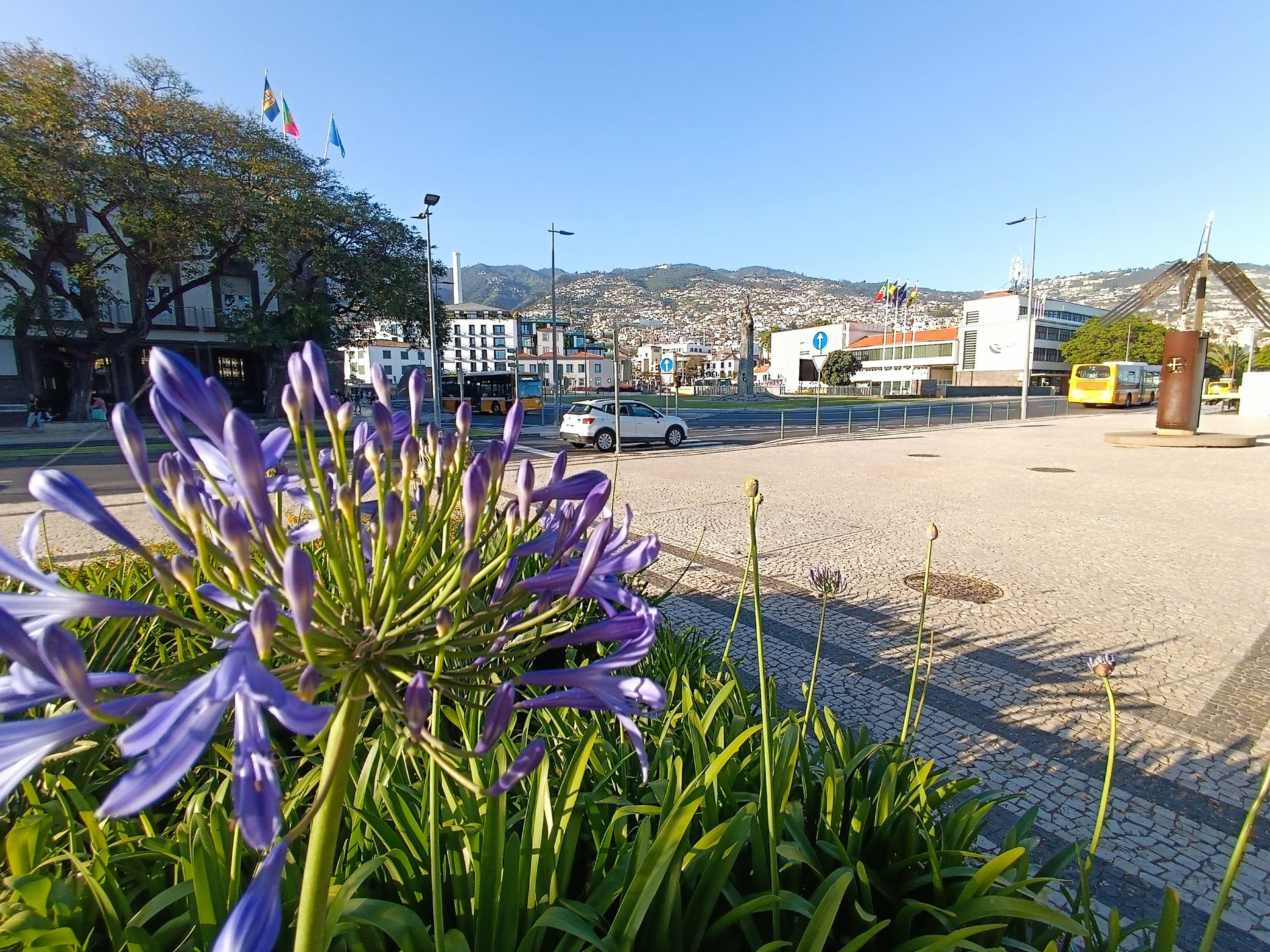 Funchal: Na każdym kroku tysiące kwiatów i roślin