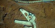 Bawaria świętuje odnalezienie idealnie zachowanego szkieletu dinozaura