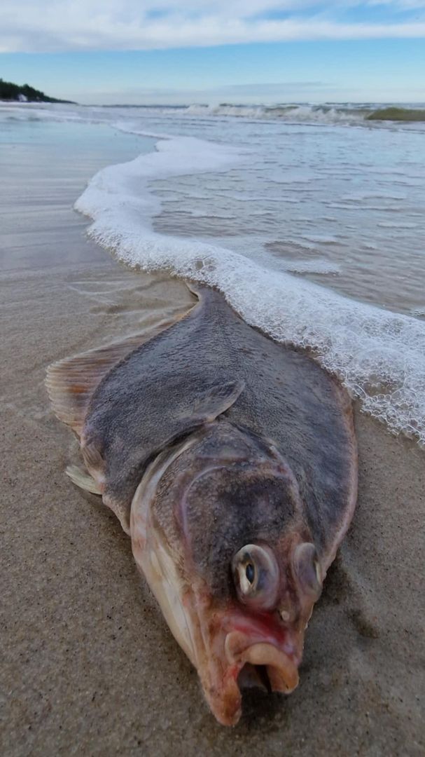 Zaskakujący okaz ryby na polskiej plaży