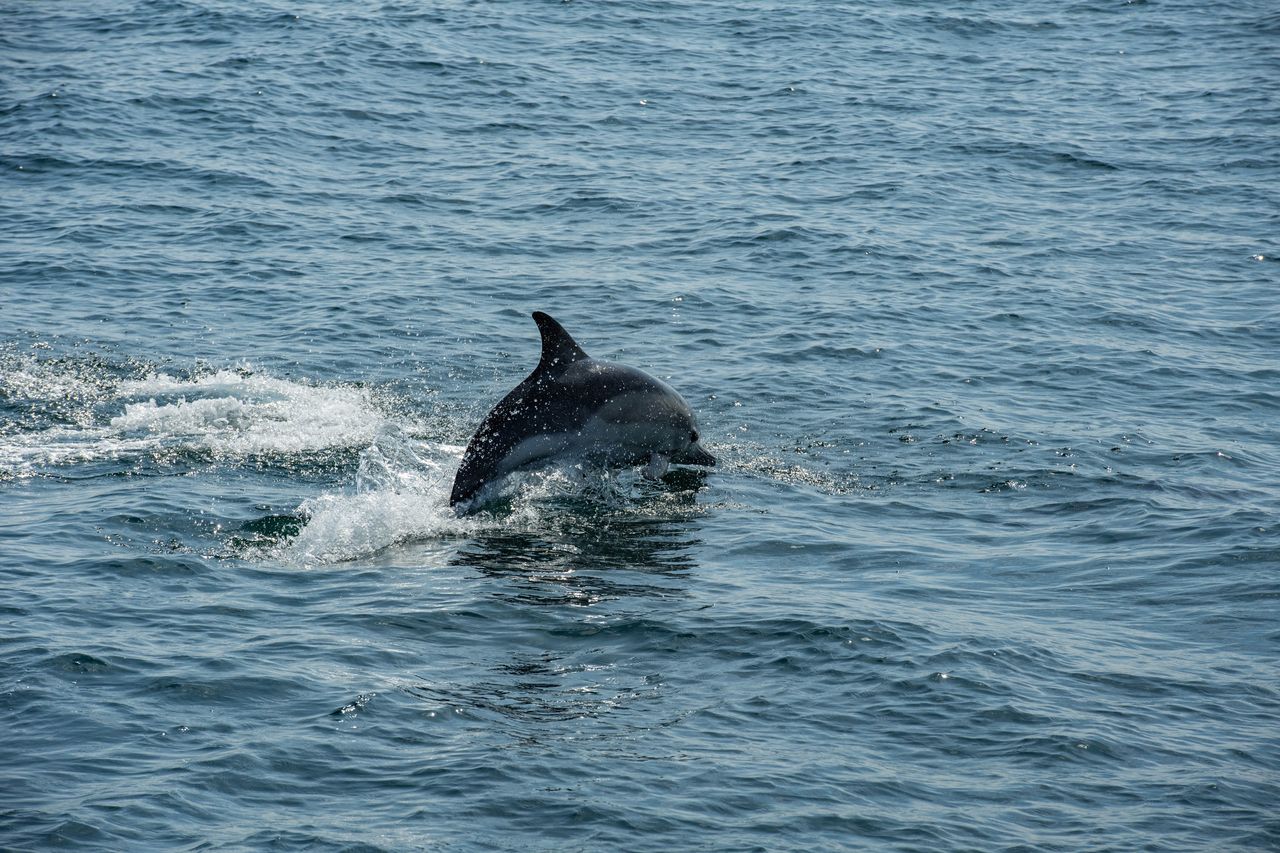 Dolphin discovered dead in the Thames after days-long search