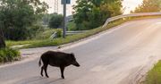Dziki grasują we Włocławku. Mieszkańcy boją się wyjść nawet na spacer!