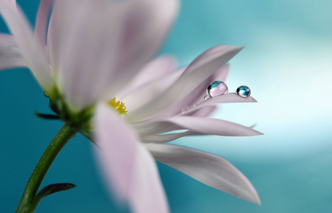 Spokój kropli wody i piękno kwiatów na zdjęciach Heidi Westum
