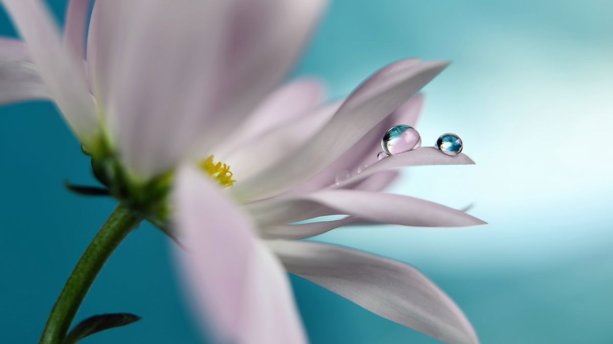 Spokój kropli wody i piękno kwiatów na zdjęciach Heidi Westum 1