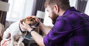 Dlaczego psy lubią głaskanie? To nie tylko kwestia pieszczot