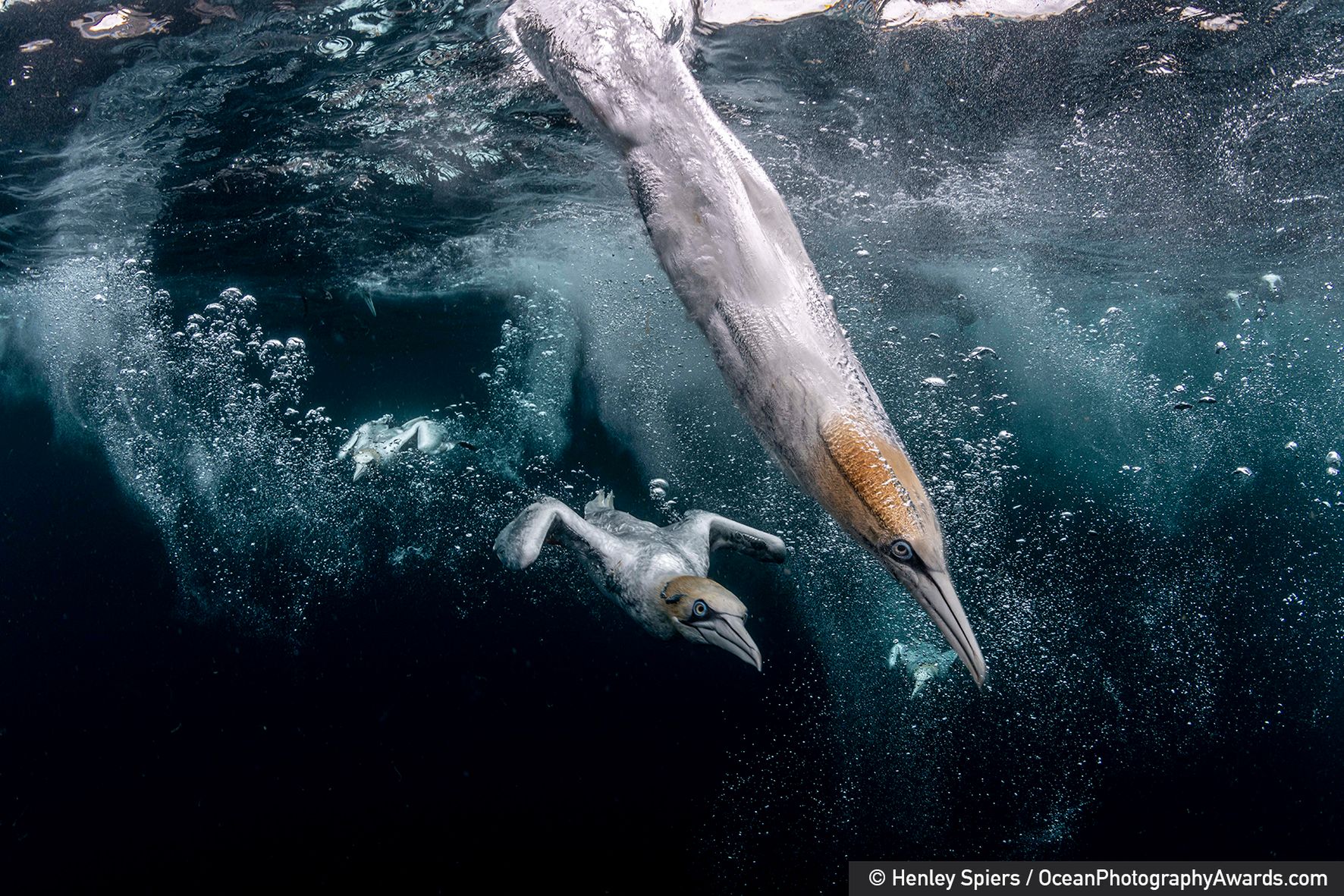 Najpiękniejsze zdjęcia oceaniczne, jakie zobaczysz. Aż nie chce się wierzyć, że są prawdziwe 4