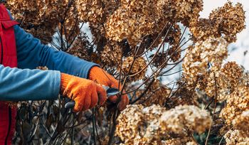 Trzeba to zrobić. Bez odważnego cięcia nie będzie pięknych kwiatów
