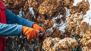 Trzeba to zrobić. Bez odważnego cięcia nie będzie pięknych kwiatów