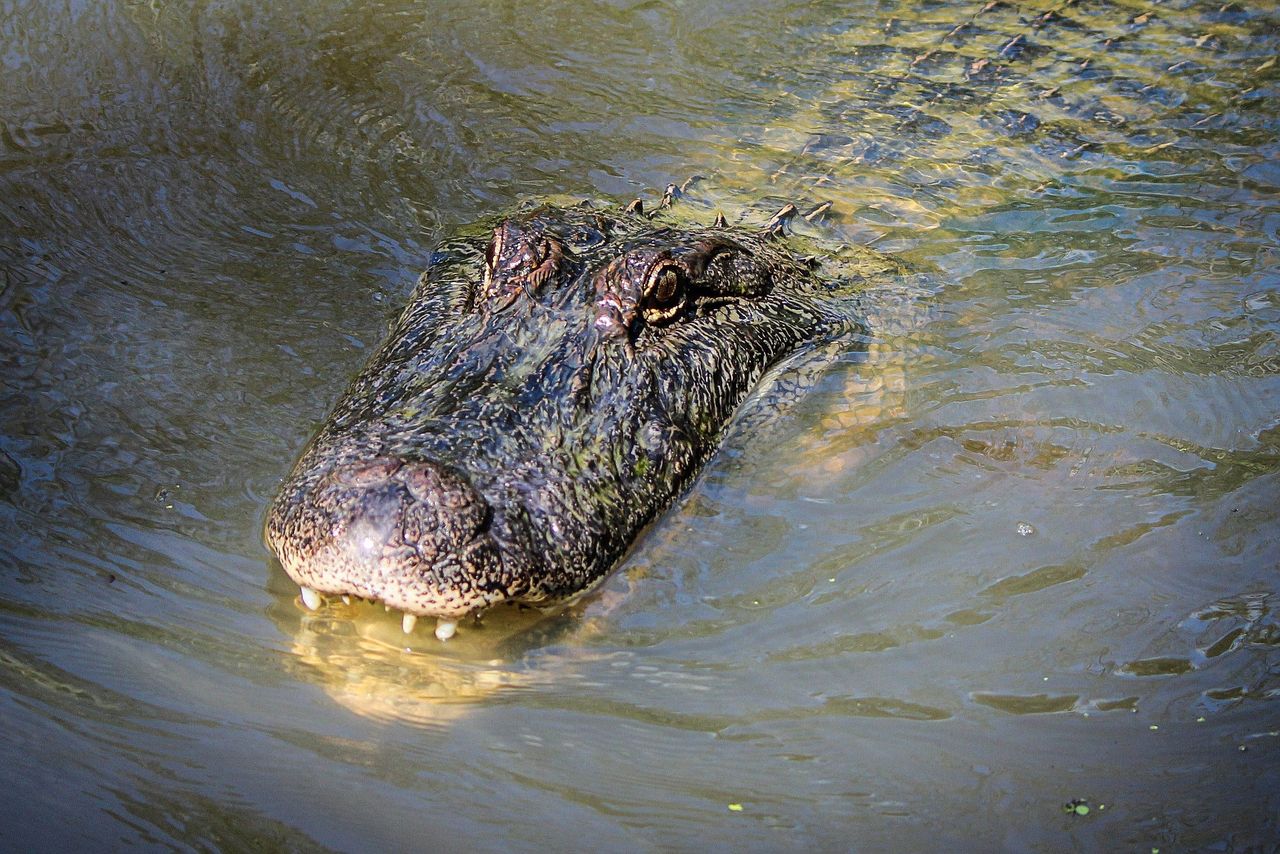 Alligator horror: 6-year-old devoured in Malaysia tragedy