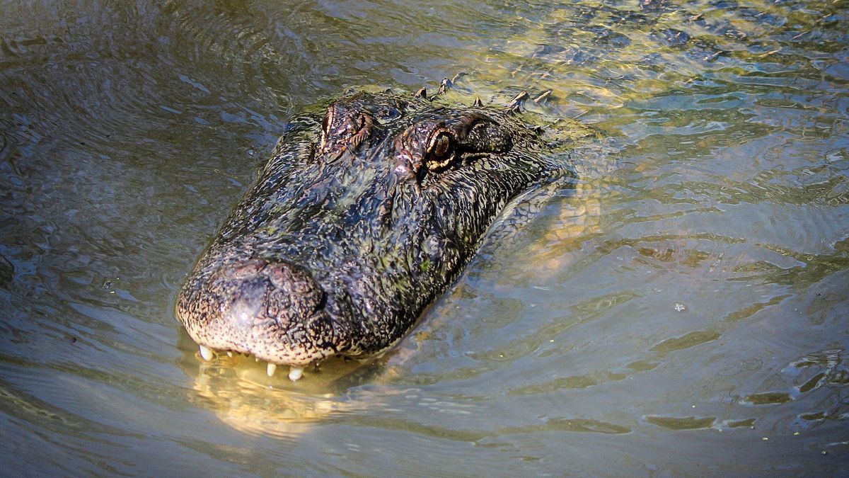 Aligator zaatakował 6-letnią dziewczynkę