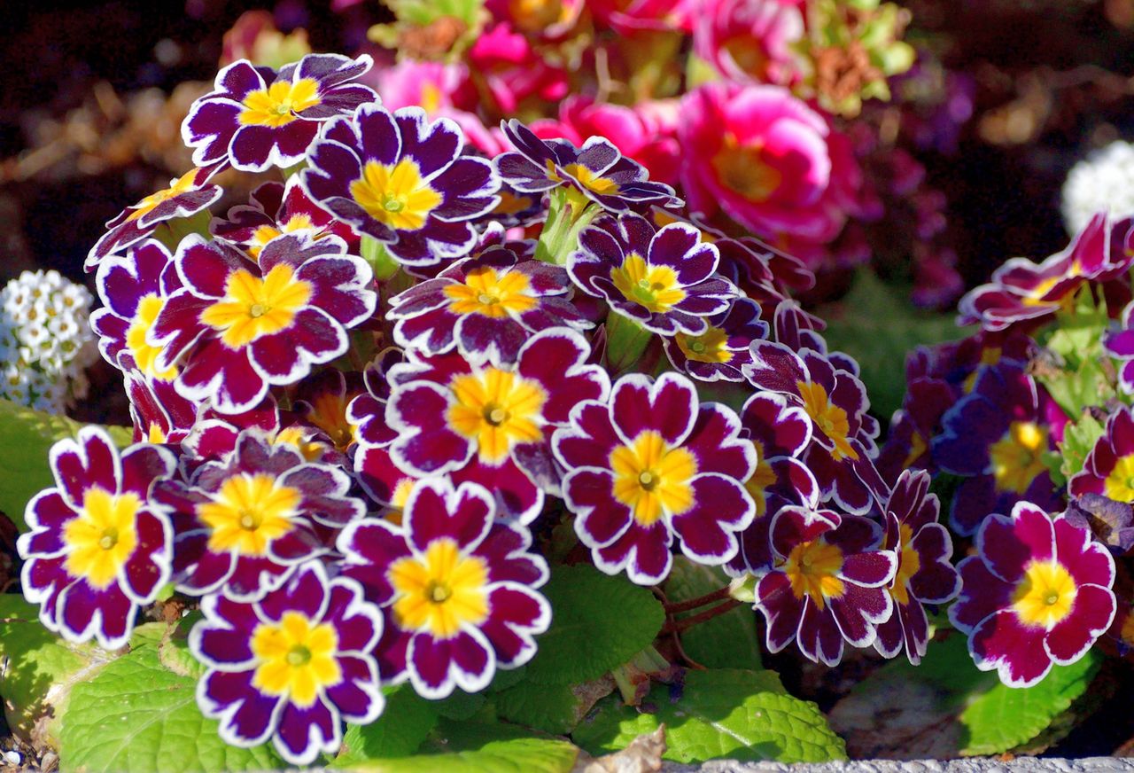 Na te rośliny postaw na początku sezonu. Niestraszne im przymrozki